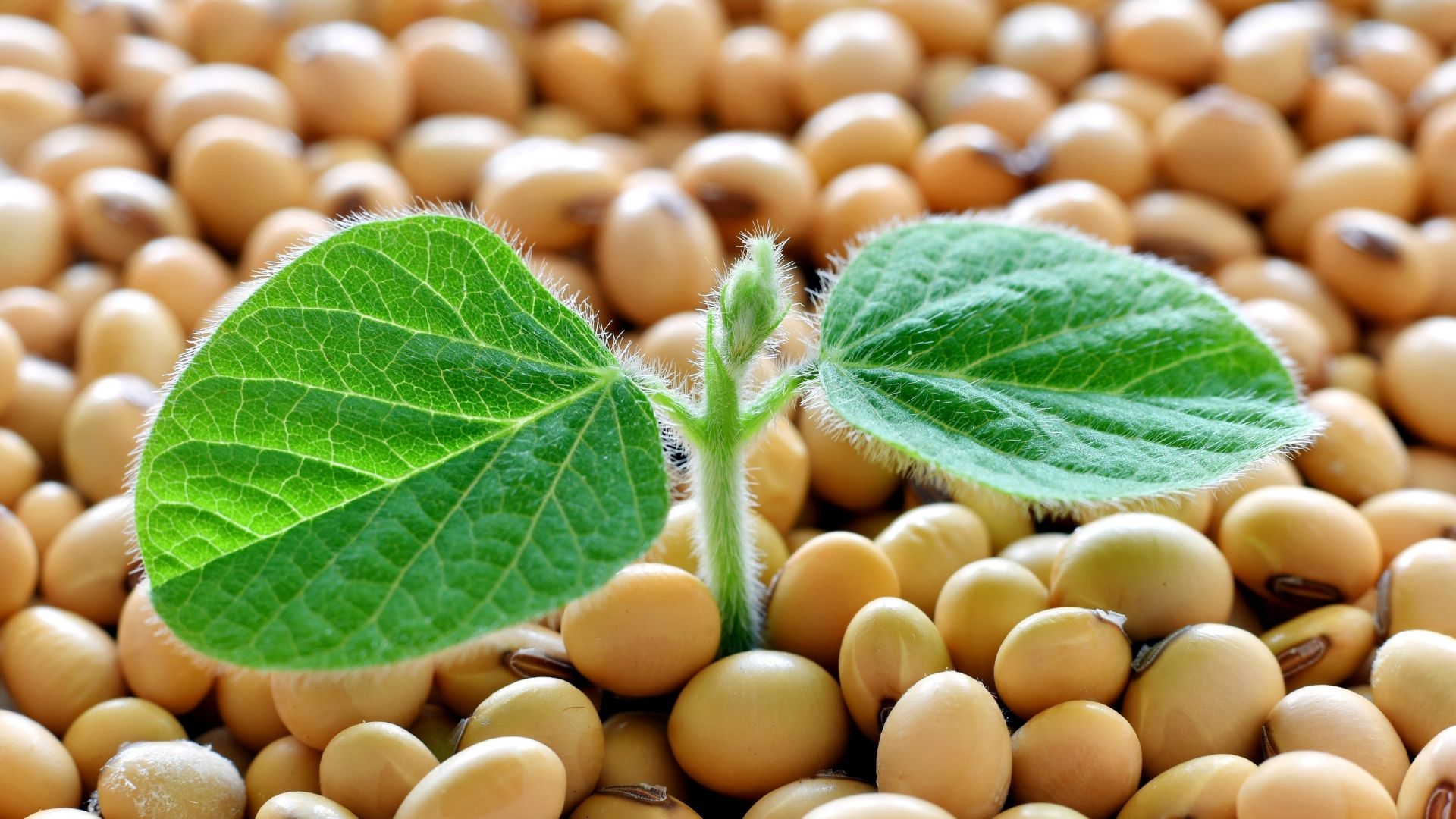Países árabes projetam aumentar a importação da soja brasileira, indica estudo da CCAB