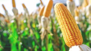 UE e China aprovam importação de híbridos de milho da Bayer que vão estrear no Brasil em 202122