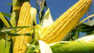 Asgav: Sem liberar milho dos EUA, zerar tarifa de importação não adianta