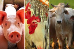 Setor de proteína animal pede que governo atue para baratear importação de grãos