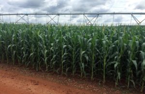 Brasil avalia lançar contrato de opção para estimular milho em vez de soja no verão