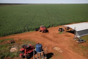 Seca derruba 2ª safra de milho do Brasil e importação deve dobrar, diz Agroconsult