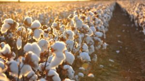 Brasil será o maior fornecedor mundial de algodão até 2030