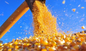 Importação de milho pelo Brasil segue crescendo e média diária de agosto/21 é 24% maior do que agosto/20