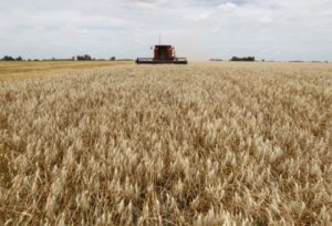 Safra recorde de trigo deve levar Brasil a baixar a importação do cereal