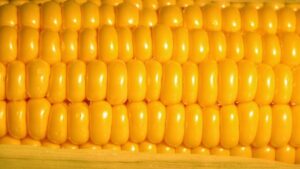 Governo zera imposto na importação de milho para tentar conter inflação