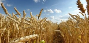 Importação brasileira de trigo em outubro aumenta 1,8% ante outubro de 2020