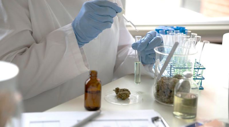Importação de remédios à base de cannabis bate recorde em 2021