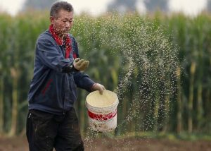 Importação chinesa de soja cai 14,2% em novembro e a de milho recua 5,8%